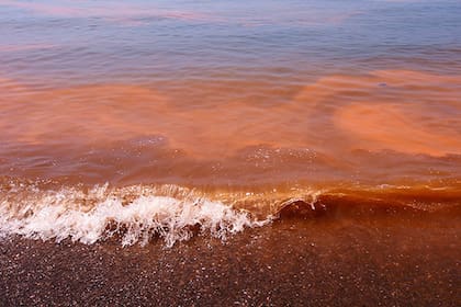 La marea roja es un fenómeno natural que ocurre en los mares de todo el mundo.