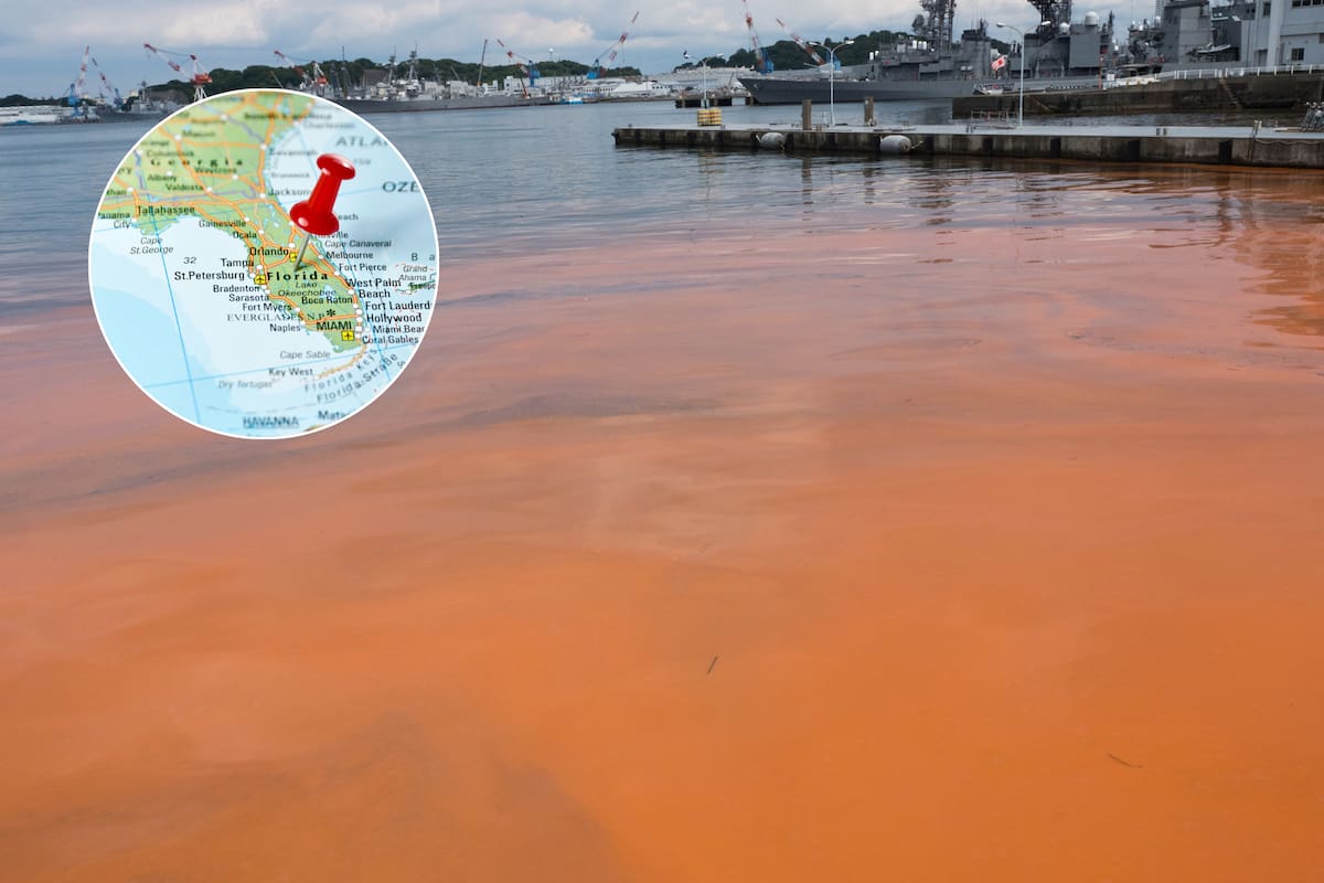 La marea roja es un fenómeno natural y habitual en Florida, el cual puede provocar la muerte de animales marinos y problemas de salud en las personas