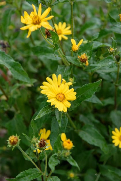La margarita dorada es una herbácea ideal para matas