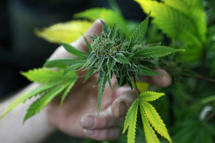 La marihuana celebra su día cada 20 de abril (Foto: Archivo)