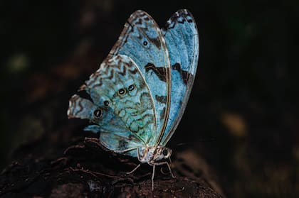 La mariposa Bandera Argentina