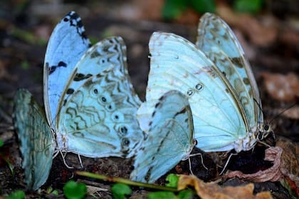 La mariposa bandera cuenta con una envergadura alar de 70 a 105 milímetros