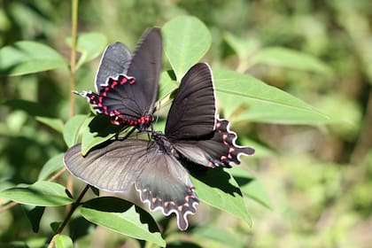 La mariposa viuda del monte deposita sus huevos en las aristolochias y allí es donde sus orugas se alimentan para crecer y desarrollarse hasta convertirse en mariposas adultas