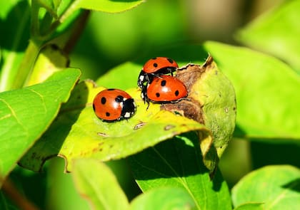 La mariquita se destaca por su eficacia implacable en la caza de algunos insectos como el pulgón