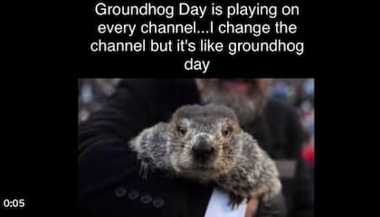 La marmota Phil, la más famosa del mundo