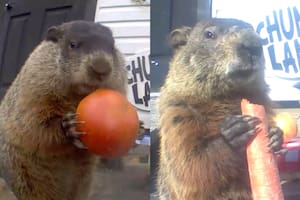 La marmota que es furor en las redes sociales