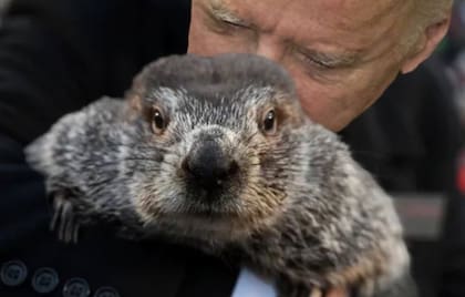 La marmota se llama Punxsutawney Phil