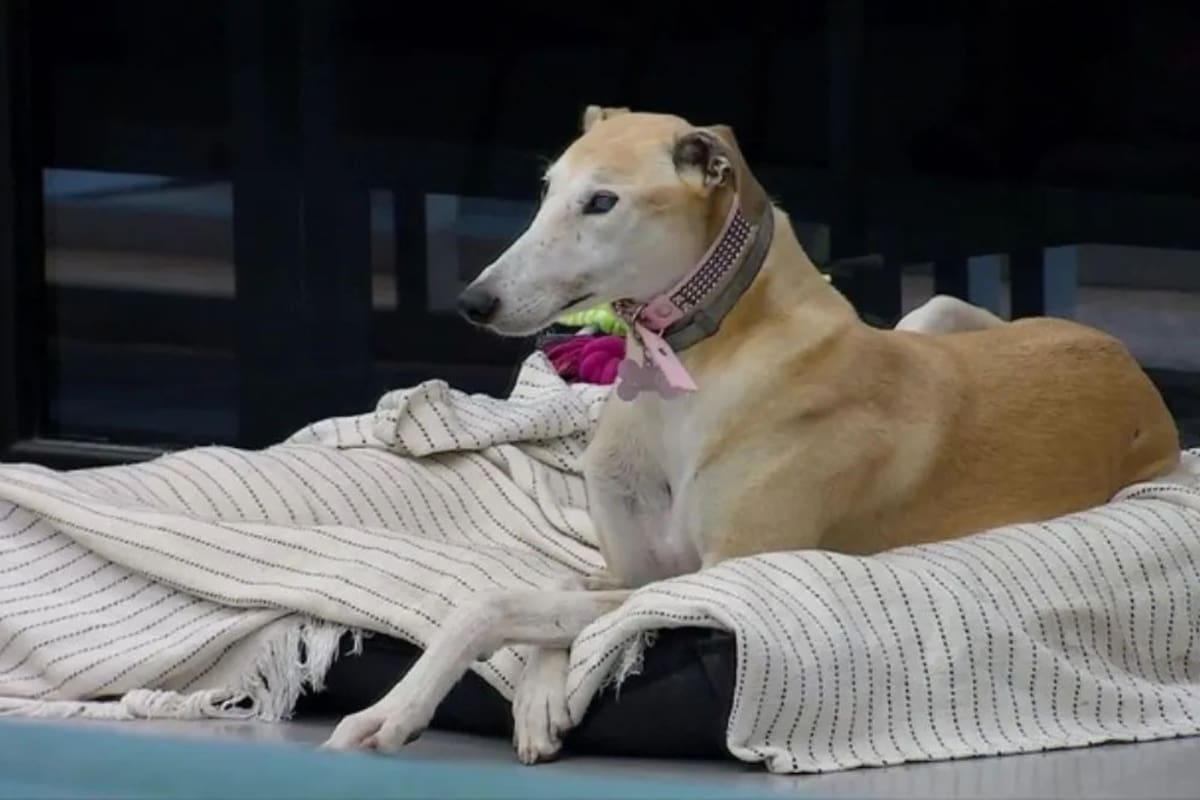 La mascota debió irse del reality por cuestiones que requieren atención veterinaria especializada