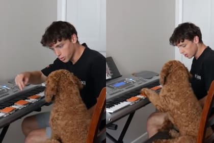 La mascota del Youtuber es un labradoodle. Una raza que resulta de la cruza entre el Labrador retriever y el caniche estándar