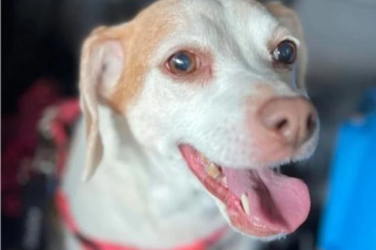 La mascota fue rescatada por una organización que la bautizó Baby Girl y le encontró un nuevo hogar