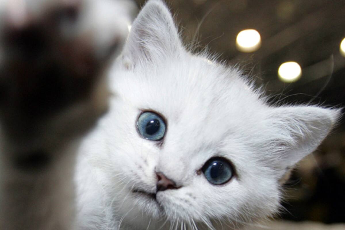 La mascota, llamada Bandit, fue adoptada por su dueño desde un refugio hace cuatro años