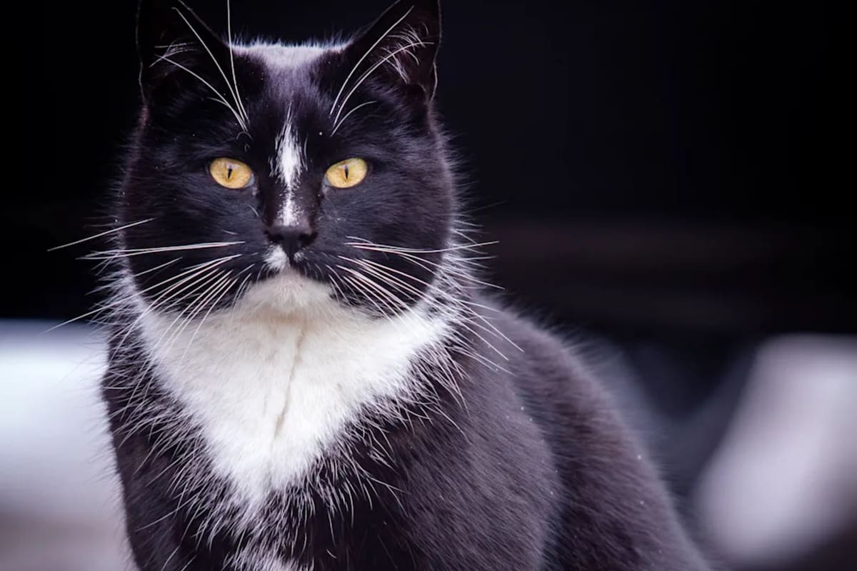 La mascota no cumple con los requisitos para ser elegido alcalde