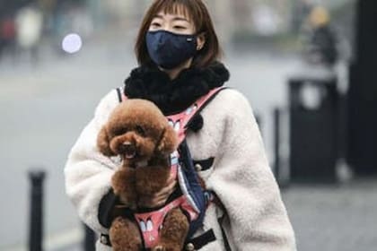 La mascota pertenece a una mujer de 60 años que desarrolló síntomas del virus el 12 de febrero y posteriormente dio positivo
