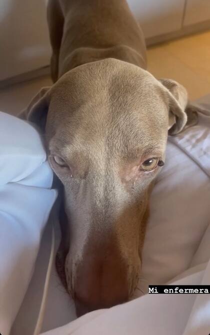 La mascota se volvió viral en las redes sociales
