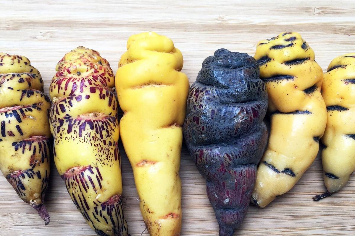 La mashua negra es originaria de las tierras altas andinas de Sudamérica y se ha ganado un lugar entre los superalimentos (Archivo)