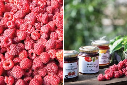 La materia prima que se convierte en los sabores naturales del emprendimiento: frutas finas y hierbas aromáticas que se transformarán en blends gourmet de hierbas o en exquisitos dulces orgánicos