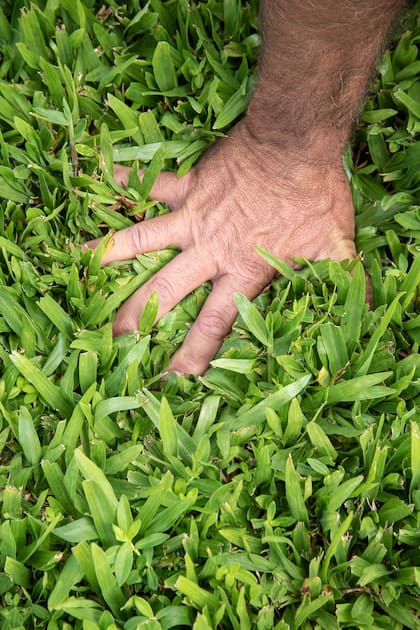 La mayor altura del césped permite desarrollar una raíz más profunda y fuerte