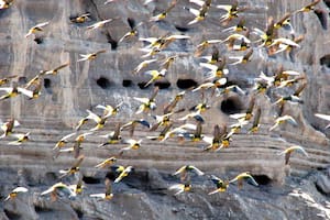 La mayor colonia de loros que se sitúa en Río Negro