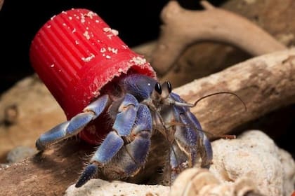 La mayor parte de los desechos usados por los cangrejos eran de plástico