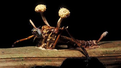 "La mayor parte de los insectos tienen algún parásito en específico que los puede volver zombis", dice Cota Hiriart