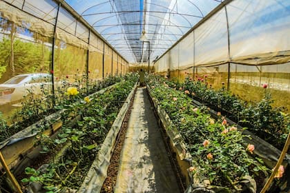 La mayor parte de los ramos se realizan con flores provenientes de América del Sur lo que incide mucho en su valor (Canva)