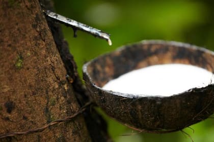 La mayor parte del caucho natural proviene del Sureste Asiático, pero los bajos precios están llevando a que muchos agricultores abandonen su labor