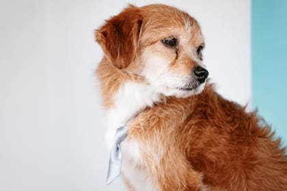 La mayor recomendación ante la presencia de mascotas en el hogar es la higiene (Foto Pexels)