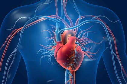 La mayoría de la gente sabe que los factores de riesgo de las enfermedades cardíacas son la presión arterial alta, el tabaquismo, el colesterol alto y el sobrepeso