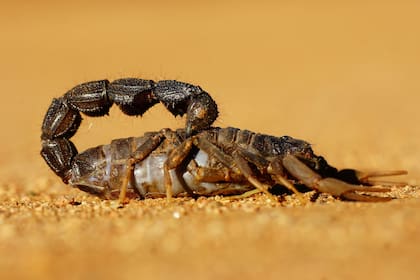 La mayoría de las especies de escorpiones no son agresivas, pero sus picaduras son dolorosas