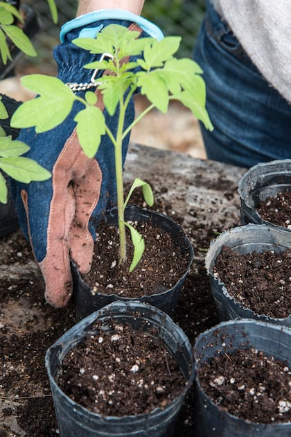 La mayoría de las especies nativas pueden reproducirse con facilidad