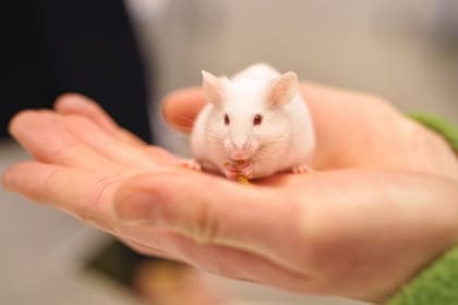 Los investigadores observaron cómo perecen las células y han logrado evitar esta muerte neuronal con un tratamiento oral en ratones
