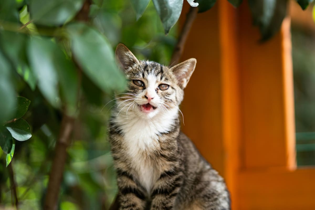 La mayoría de las personas encuentra complicado comprender con precisión las emociones y necesidades que los gatos expresan mediante sus maullidos