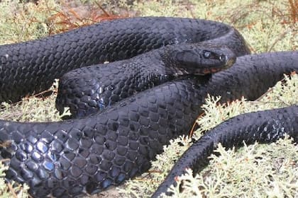 La mayoría de las serpientes negras en Florida son no venenosas, aunque se desaconseja acercarse a ellas por precaución