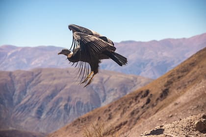 La mayoría de los animales intoxicados con pesticida no sobrevive, salvo que haya comido muy poquito