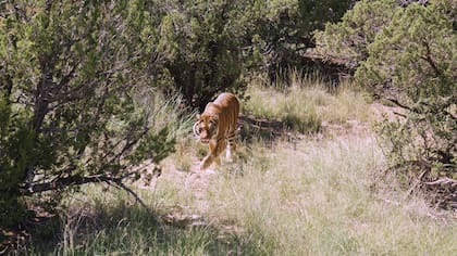 La mayoría de los animales trasladados a Estados Unidos ya habita en grandes recintos con ambiente similar al de su vida en la naturaleza