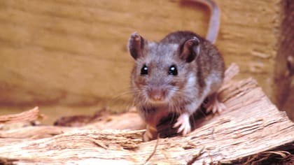 Alerta en la provincia de Buenos Aires: una niña de 10 años murió por hantavirus en General Belgrano.