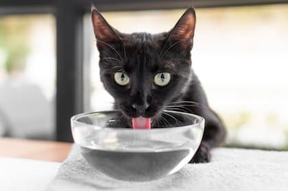 La mayoría de los gatos detestan estar expuestos al agua si no es para tomar