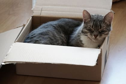La mayoría de los gatos prefieren una caja de cartón antes que una cama propia