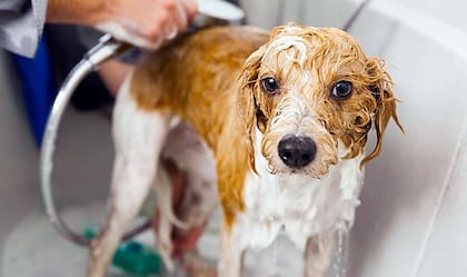 La mayoría de los perros, según el American Kennel Club, necesita un baño cada cuatro a seis semanas