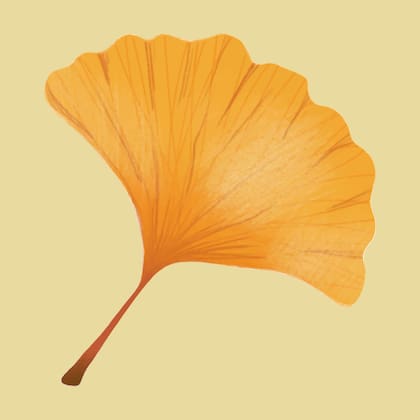 La mayoría de los productos de Ginkgo biloba se extraen de las hojas de la planta, que se caracteriza por tener forma de abanico