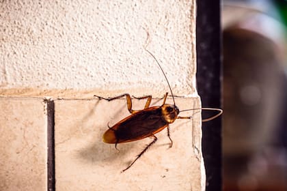 La mayoría de los productos repelentes de insectos incluyen DEET, que es perjudicial para la salud humana
