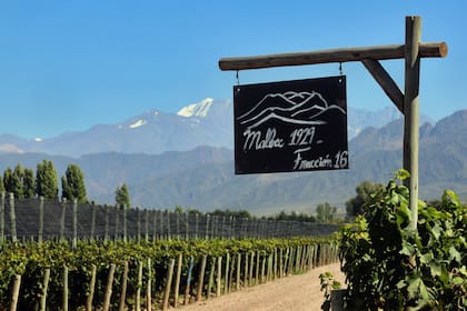 La mayoría de los vinos premiados provienen de Mendoza
