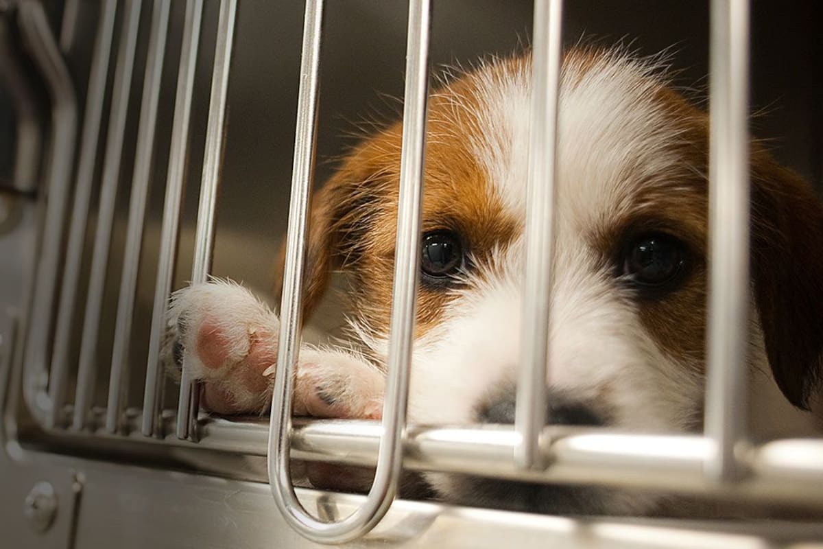 La medida busca alentar a los ciudadanos a adoptar animales de los refugios