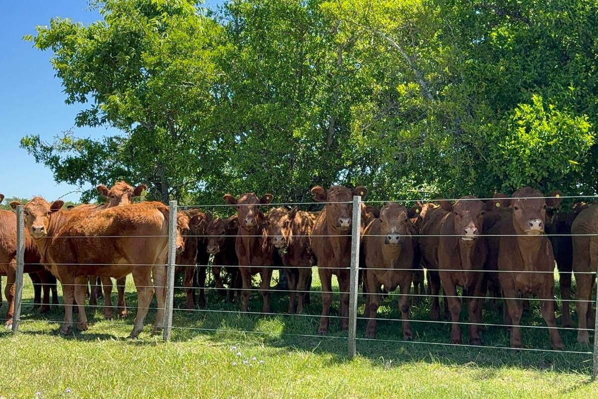 La medida fue formalizada a través de la resolución 841/2025 del Servicio Nacional de Sanidad y Calidad Agroalimentaria (Senasa), publicada en el Boletín Oficial. Allí se estableció que será obligatorio para todo el rodeo bovino, bubalino y cérvido del país a partir de 2026