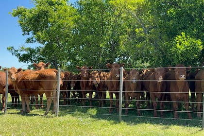 La medida fue formalizada a través de la resolución 841/2025 del Servicio Nacional de Sanidad y Calidad Agroalimentaria (Senasa), publicada en el Boletín Oficial. Allí se estableció que será obligatorio para todo el rodeo bovino, bubalino y cérvido del país a partir de 2026