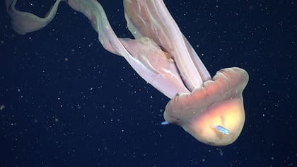 La medusa gigante que sorprendió durante la expedición Talud IV