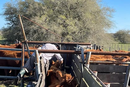 La mejor forma de reducir esta resistencia en los animales es implementar estrategias sanitarias diseñadas por profesionales veterinarios
