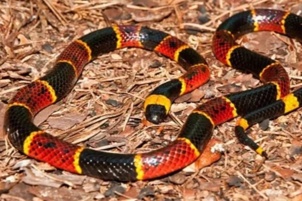 La mejor forma de salir victorioso de un encuentro es evitar a las serpientes, pero hay maneras de alejarlas en caso de cruzarse con una