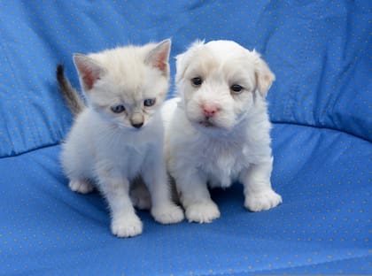 La mejor receta para que la relación sea fructífera es adquirir un gatito y un cachorro al mismo tiempo, así crecen en compañía