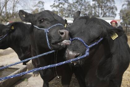Los animales, con show propio
